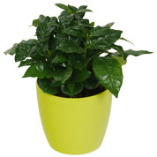 cafeier - cache pot lime